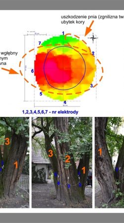 ekspertyzy dendrologiczne - badanie drzewa tomografem